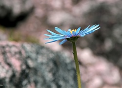 Niebieski, Aster