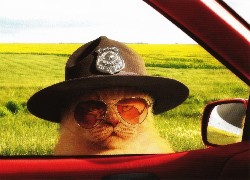 Kot, Okulary, Kapelusz, Policjant