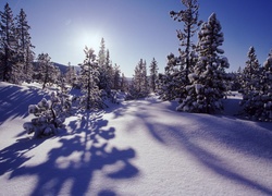 Drzewka, Pokryte, Śniegiem, Promienie, Słońca