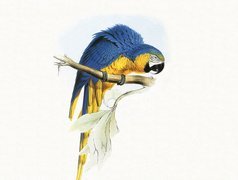 Niebiesko, Żółta, Papuga, Edward Lear