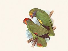 Dwie, Zielone, Papugi, Edward Lear