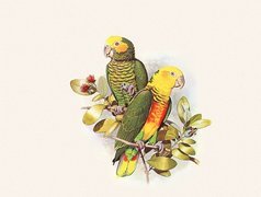Kolorowe, Papugi, Listki, Edward Lear