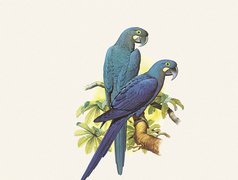 Niebieskie, Papugi, Edward Lear