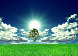 Trawa, Chmury, Słońce, Drzewo