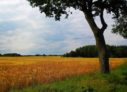 Lato, Żyto, Drzewo