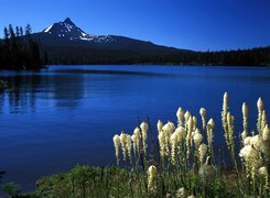 Jezioro, Roślinność, Góry, Oregon