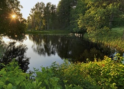 Rzeka, Las, Krzewy, Promienie, Słońca