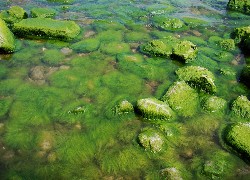 Gdynia Orłowo, Glony, Kamienie