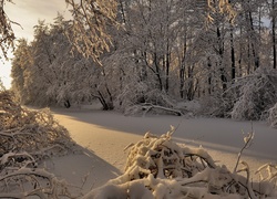 Las, Drzewa, Krzewy, Śnieg, Promienie, Słońca