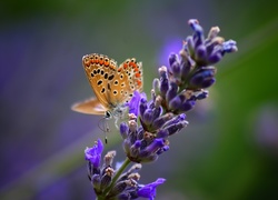 Motyl, Kwiat, Lawendy
