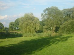 Wierzba, Trawa, Drzewa