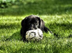 Czarny, Labrador Retriever, Szczeniak, Piłka