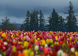 Kolorowe, Tulipany, Choinki