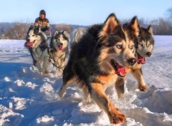 Psy, Siberian Husky, Zaprzęg