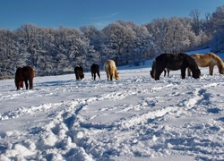 Konie, Zima, Zasypane, Śniegiem, Pastwisko
