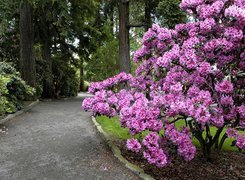 Park, Aleja, Krzew, Rododendron