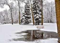 Park, Drzewa, Ławka, Zima