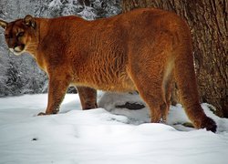 Puma, Śnieg, Zima