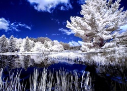 Drzewa, Jezioro, Zima