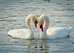 Łabędzie, Jezioro