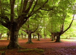 Park, Drzewa, Liście