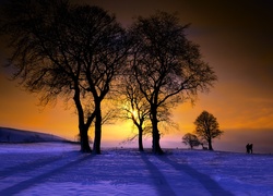 Zachód, Słońca, Drzewa, Śnieg, Zima