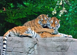Tygrysy, Miłość