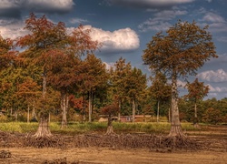 Chmury, Drzewa, Korzenie