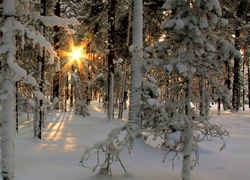 Zima, Las, Promienie Słońca