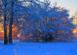 Pola, Drzewa, Przebijające, Światło, Zima