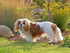 Piesek, Toy Spaniel Angielski