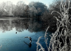 Park, Jezioro, Drzewa, Zima