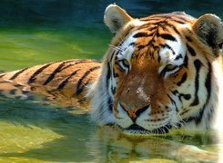 Tygrys, Rzeka, Kąpiel