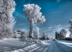 Drzewa, Droga, Śnieg, Zima