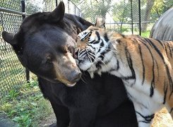 Przyjaźń, Niedźwiedź, Tygrys

