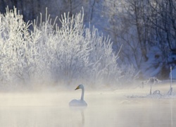 Łabędź, Jezioro, Mgła, Las, Zima