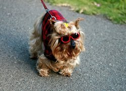 Yorkshire Terrier, Ubranko, Okulary