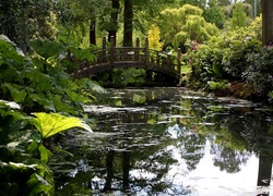 Park, Staw, Mostek, Rośliny