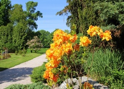 Park, Latem, Pomarańczowe, Kwiaty