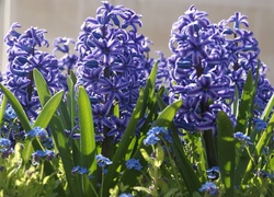 Wiosna, Niebieskie, Hiacynty