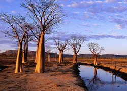 Rzeka, Drzewa, Baobab