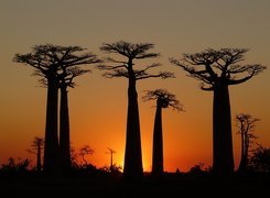 Drzewa, Baobab, Zachód Słońca