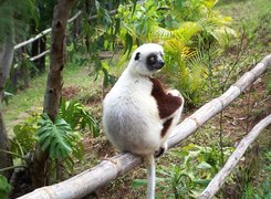 Lemur, Sifaka, Roślinność
