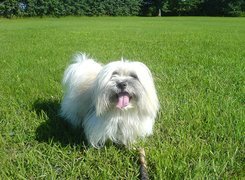 Piesek, Coton de Tulear, Łąka