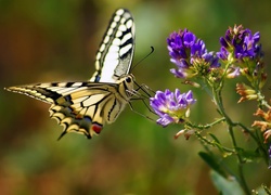 Żółty, Motyl, Fioletowy, Kwiat