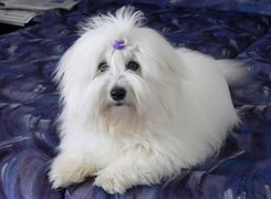 Piesek, Coton de Tulear, Kokardka