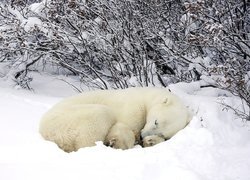 Niedźwiedź, Polarny Zima, Krzaki
