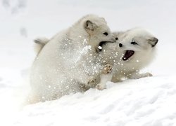 Lisy polarne, Śnieg, Zabawa