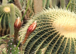 Kwitnące, Kaktusy, Kolce