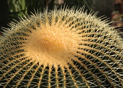 Kaktus, Kolce
